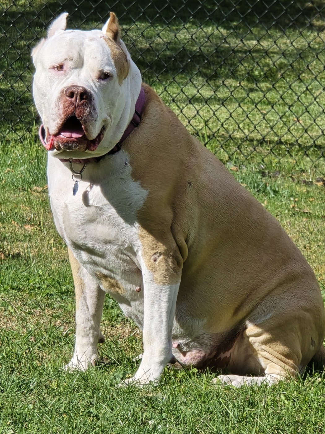 Dharma, an American Bully XXL, sitting in the grass